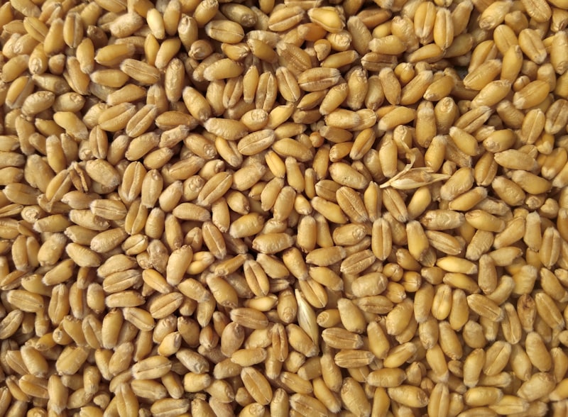 Feed & Nutrition Suppliers